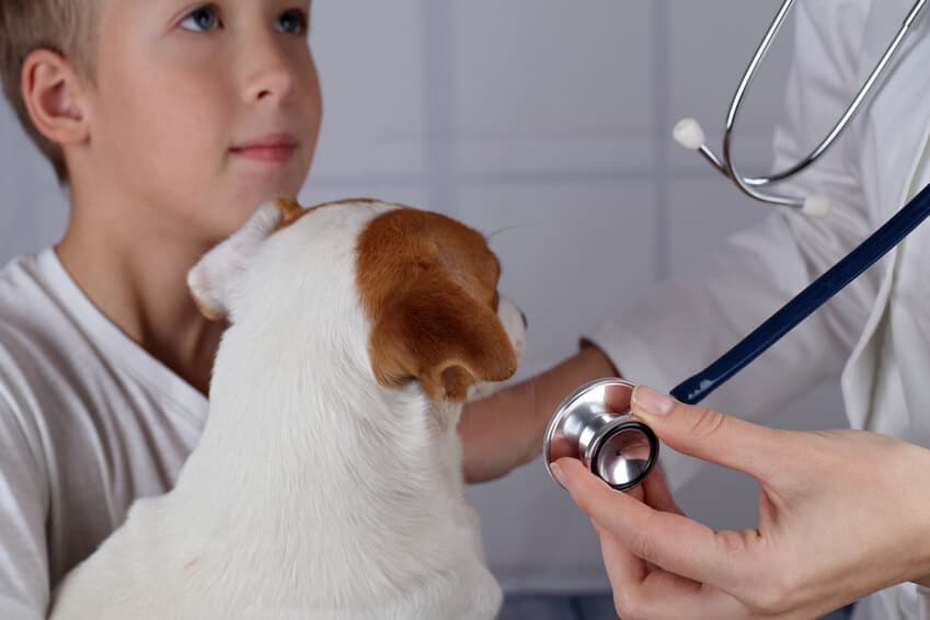 Como montar uma clínica veterinária