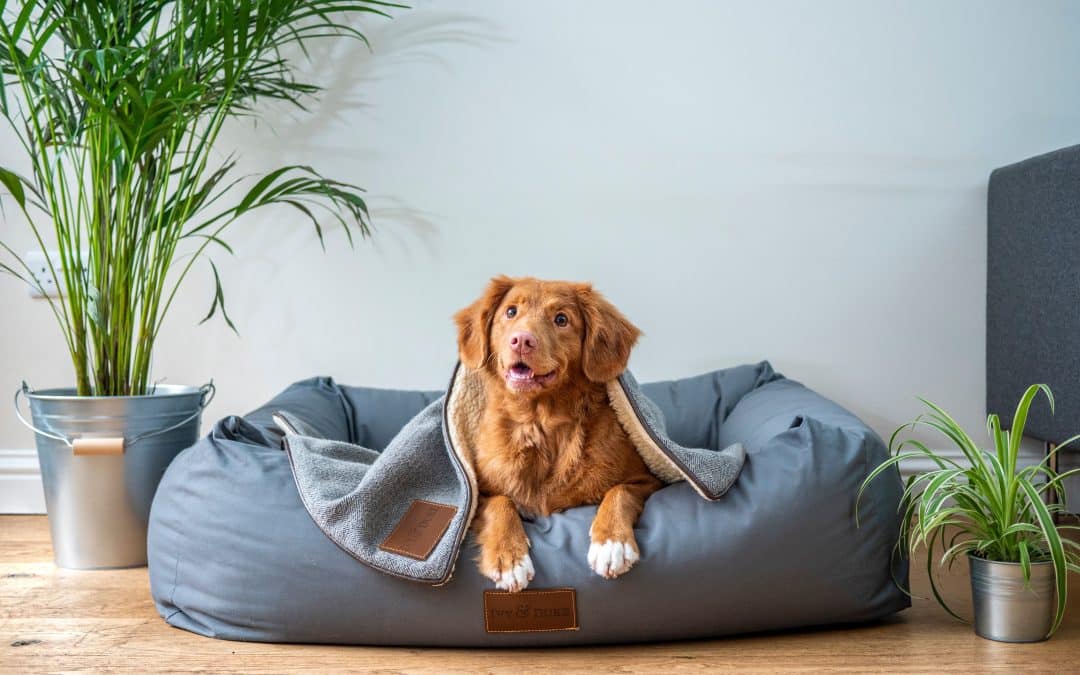 Clínica veterinária: Como montar uma
