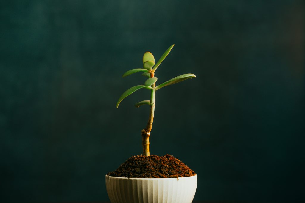 A imagem mostra uma pequena planta verde crescendo em um vaso branco com solo marrom escuro. A planta está em um estágio inicial de desenvolvimento, com poucas folhas espalhadas em hastes finas