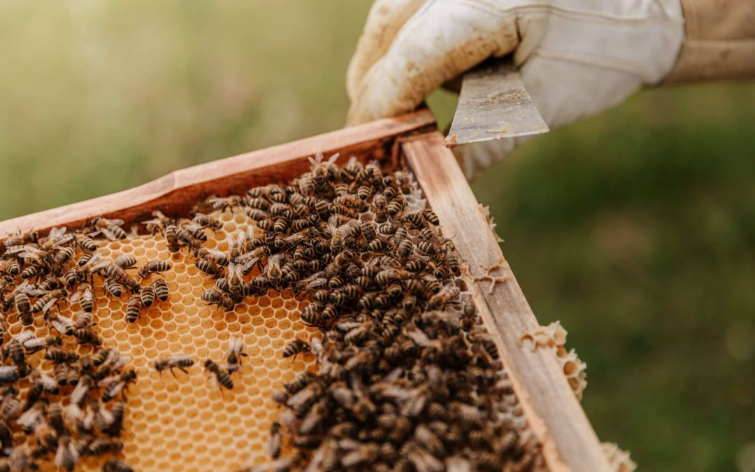 Criação de abelhas: Dicas de como montar o seu apiário