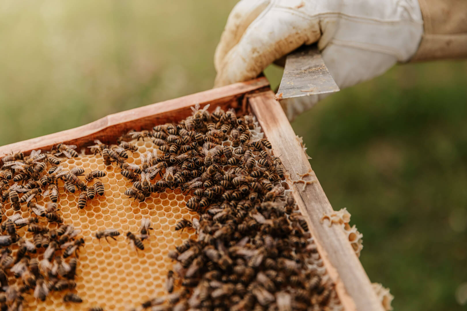 Criação De Abelhas Dicas De Como Montar O Seu Apiário 7595