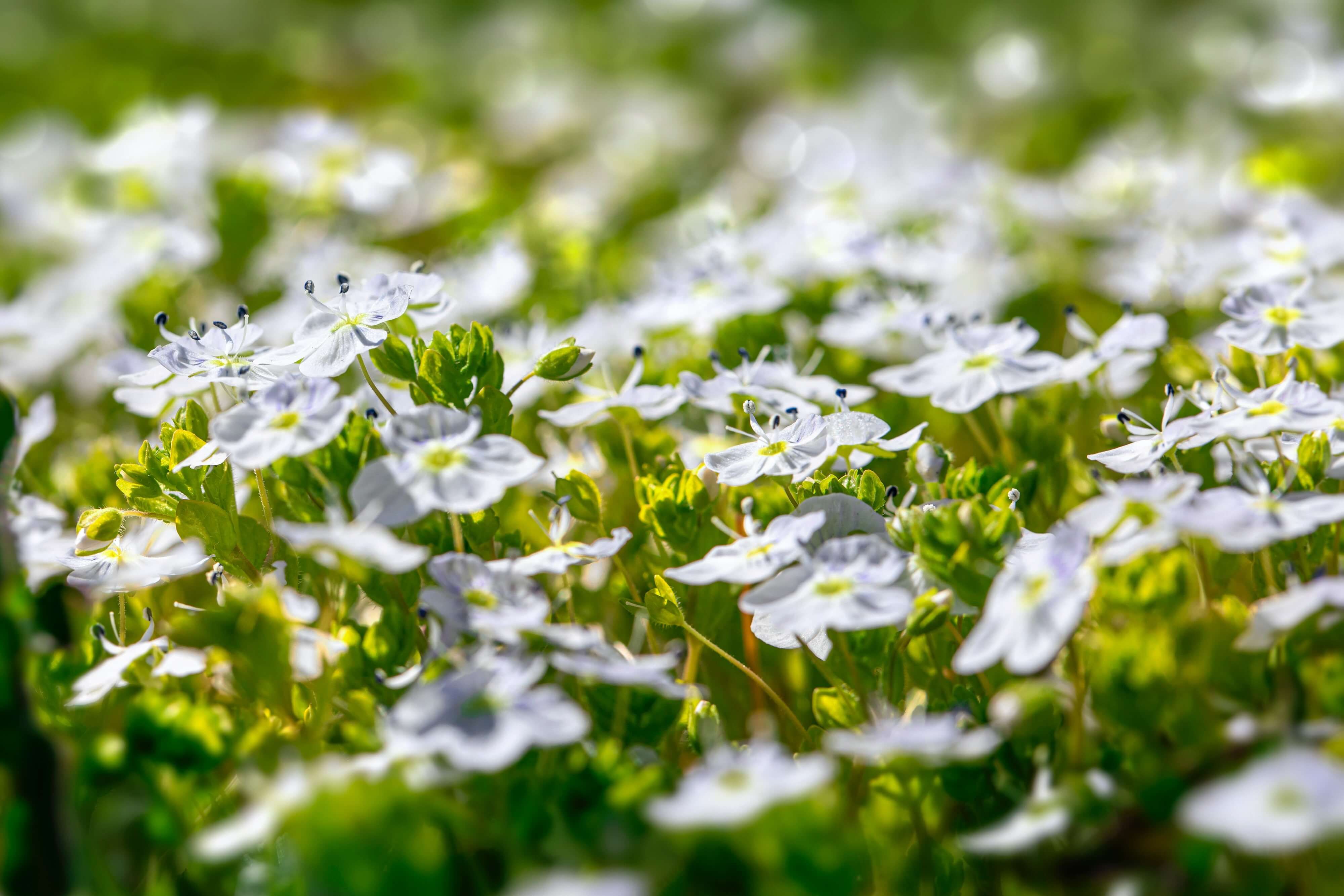 Como montar uma floricultura