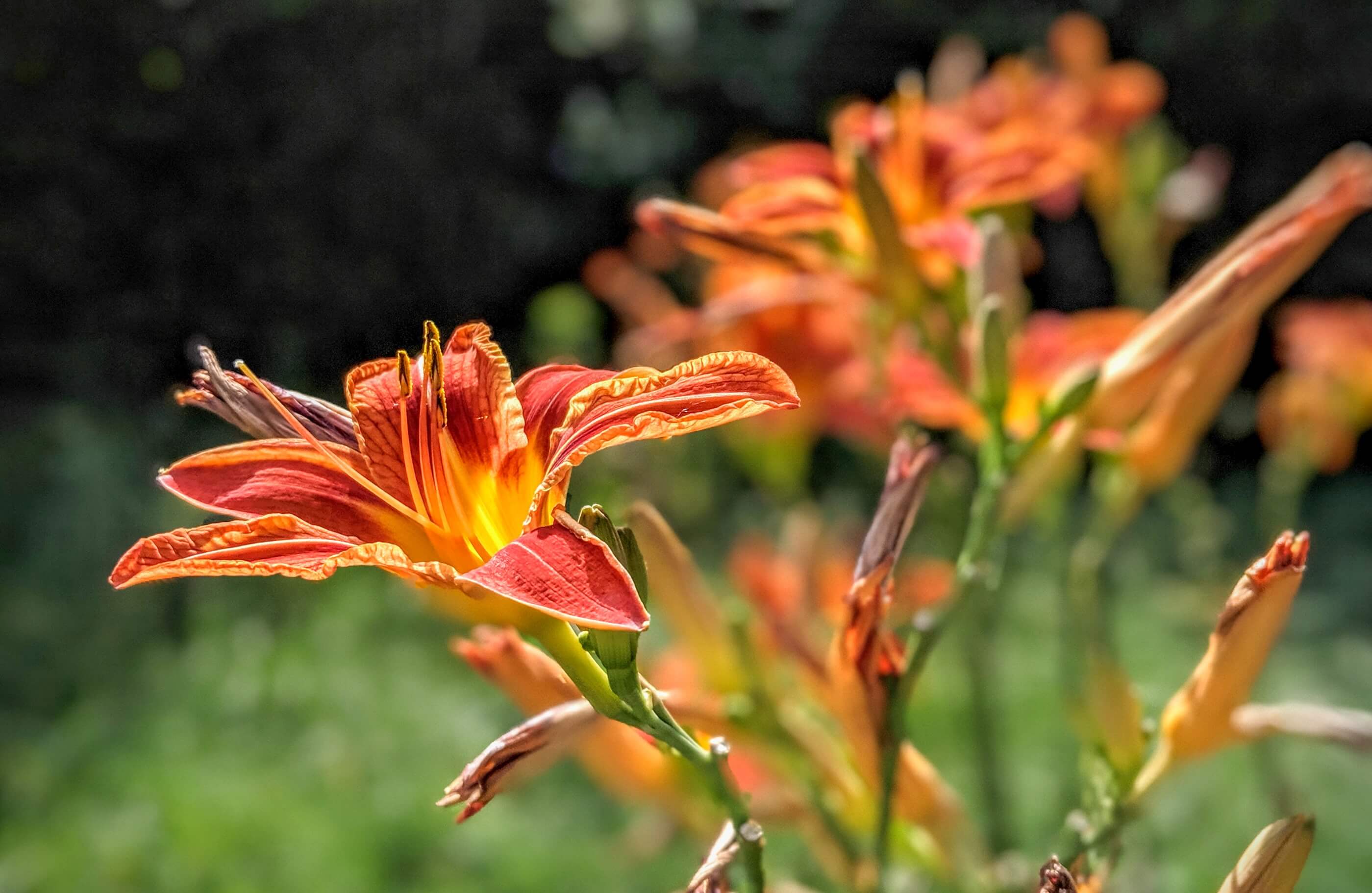 Flores de corte frescas para fornecimento de floricultura