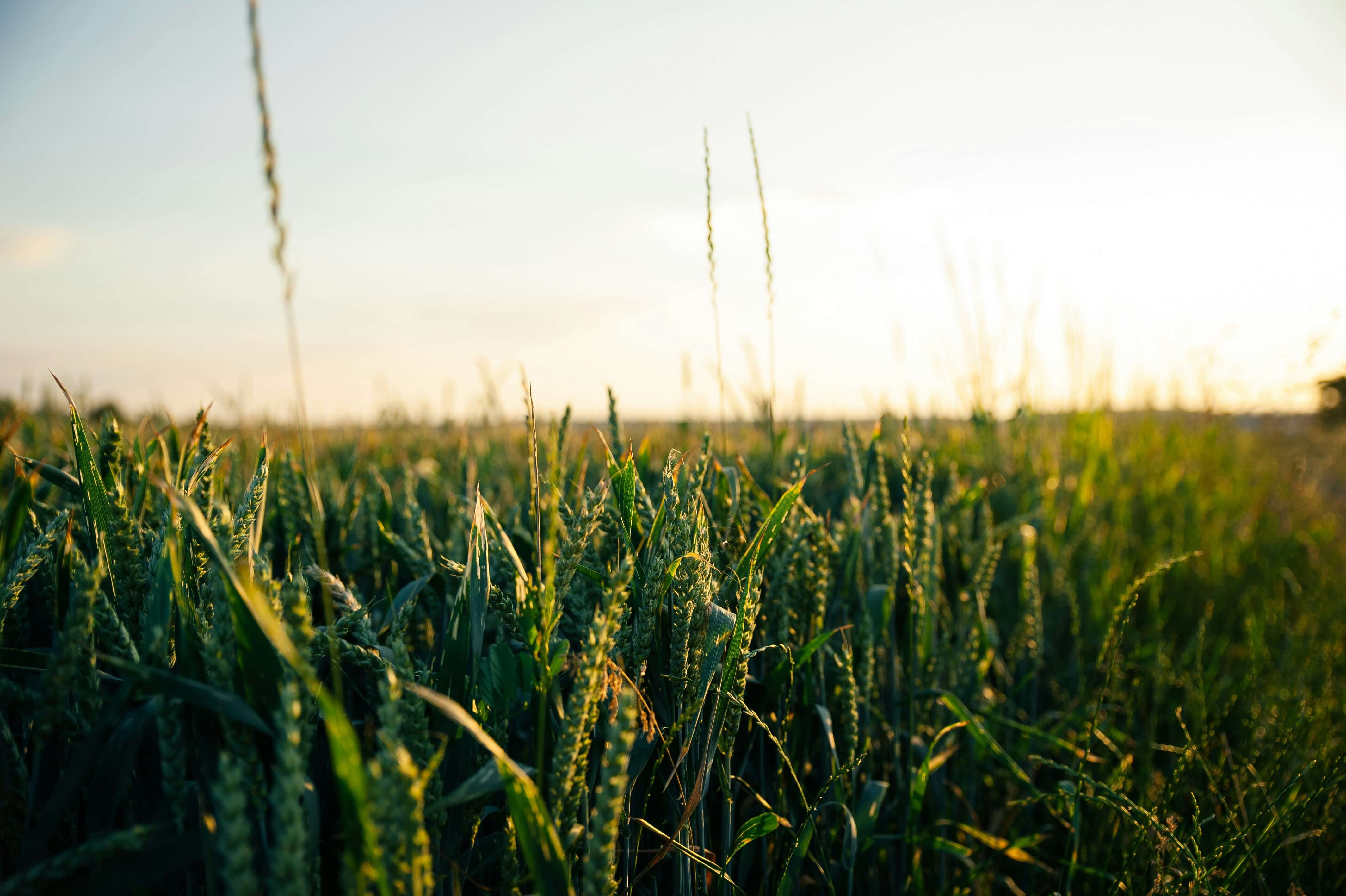 montar uma loja agropecuária
