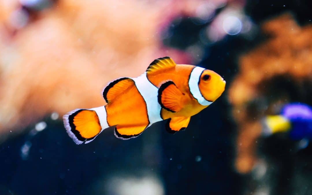 Criação de peixes: Como montar um negócio